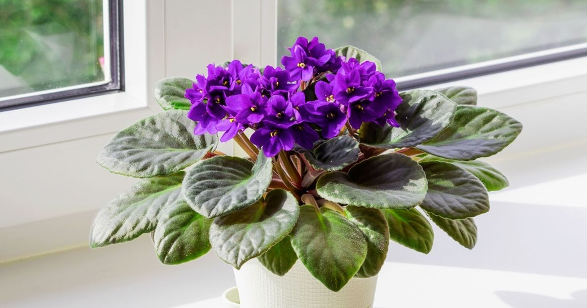Simplistic Violets Grow Stunning African Violets With These Simple Tips - Facty
