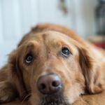 What is Vestibular Disease in Dogs?