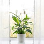 20 Practical Solutions for Peace Lilies