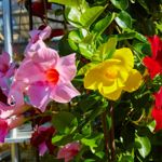 Comprehensive Guide to Growing and Caring for Mandevilla