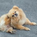 15 Flea Control Actions and Tips: Stop the Infestation