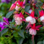 Fine-Tune Your Garden Aesthetic With Fuchsias