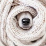 Help! My Dog Is Peeing on the Bed!
