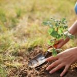 10 Must-Have Shade Shrubs