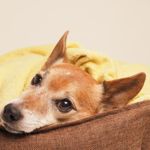 What Is Cushing's Disease in Dogs?