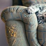 Why Cats Scratch Furniture and How to Stop Them