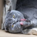 Cat Dandruff: Causes and Treatments