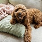 24 Best Hypoallergenic Dog Breeds