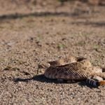 Natural DIY Snake Repellents for Your Backyard