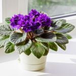How to Grow Beautiful African Violets