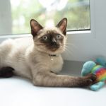 What Are the Characteristics of Siamese Cats?