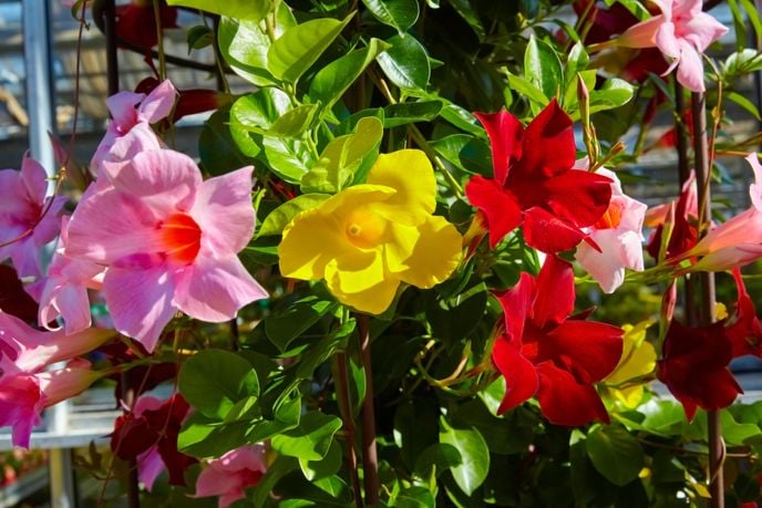 Comprehensive Guide to Growing and Caring for Mandevilla