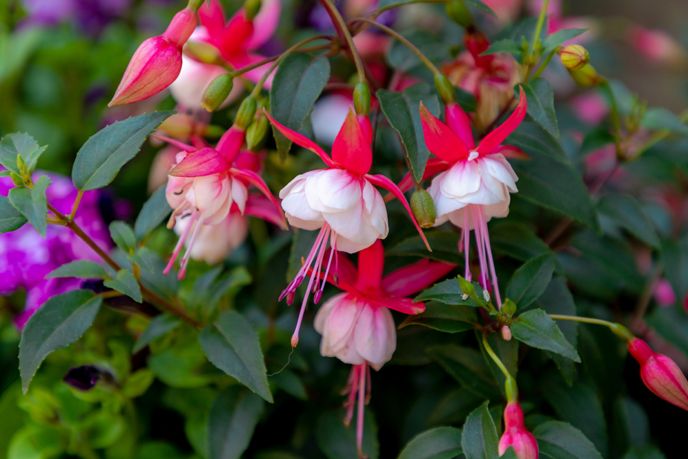 Fine-Tune Your Garden Aesthetic With Fuchsias