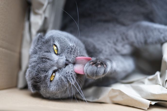 Cat Dandruff: Causes and Treatments