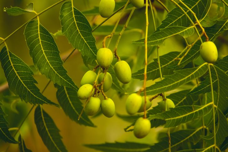 A close-up of neem tree branches with clusters of green neem fruits and elongated leaves, showcasing the plant’s reputation for medicinal uses throughout history. 