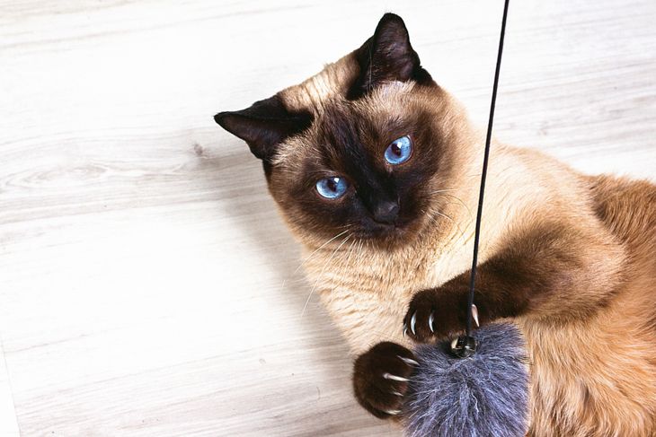 Siamese cat playing with a mouse on the wooden background.