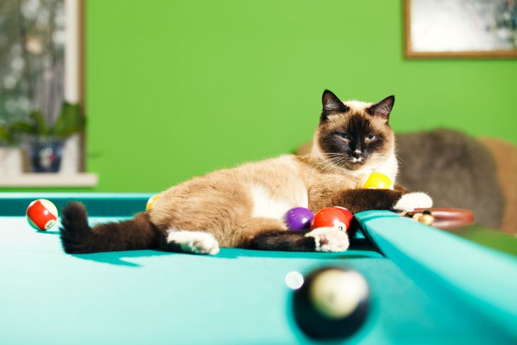 Siamese cat laying on the pool table