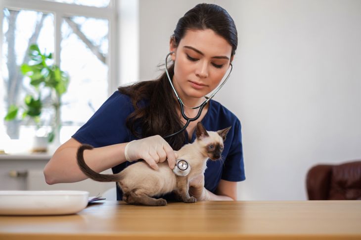 Veterinary surgeon and siamese cat at vet clinic