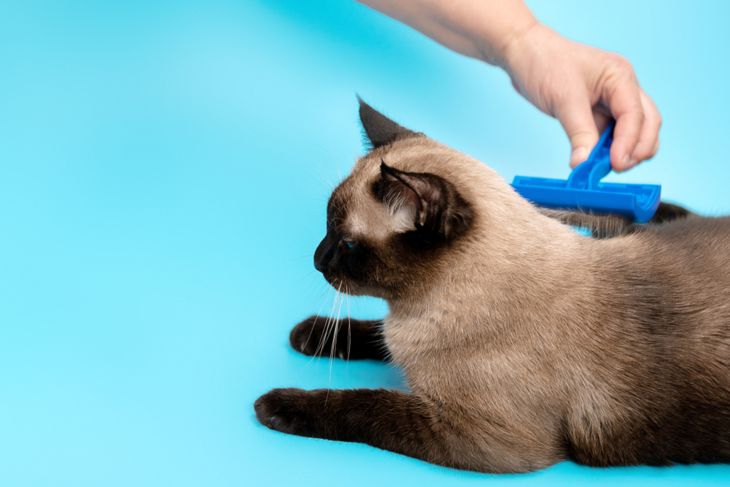 an elderly woman combs a Siamese cat with a blue comb