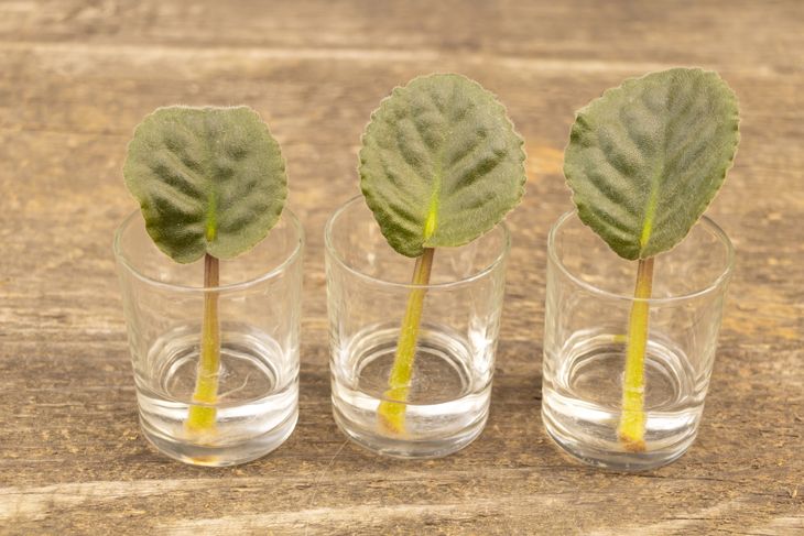 African violet leaves in water. African violet propagation Concept