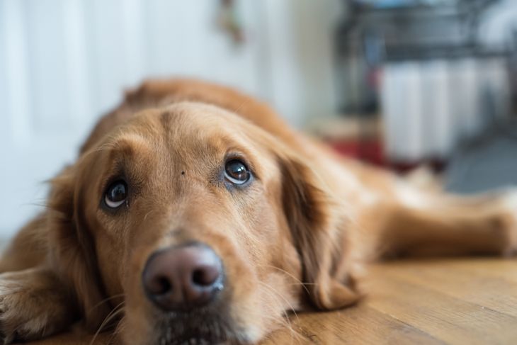 What is Vestibular Disease in Dogs?