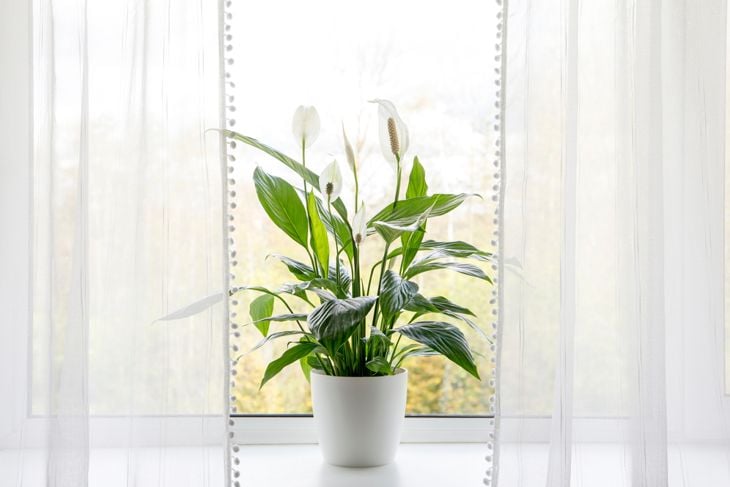 Air puryfing house plants in home concept. Spathiphyllum are commonly known as spath or peace lilies growing in pot in home room and cleaning indoor air.