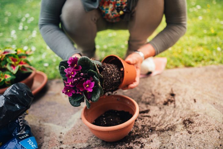 The hands of the transplant woman plant a in a new pot.African violet. botany at home.