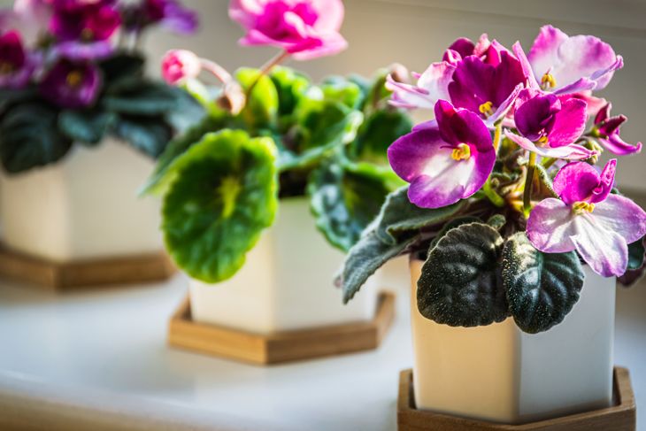 African violets (Streptocarpus sect. Saintpaulia) with pink and purple flowers in decorative pots on a sunny windowsill.
