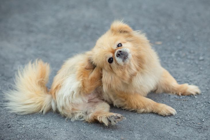15 Flea Control Actions and Tips: Stop the Infestation