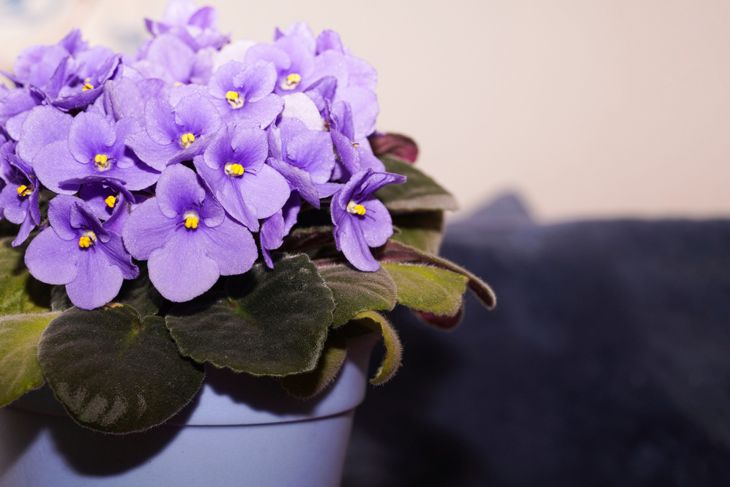 Potted Violet Saintpaulias flowers commonly known as African violets Parma violets, Violet purple lilac flower background. Summer concept. Copy space.