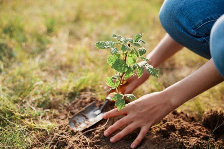 10 Must-Have Shade Shrubs
