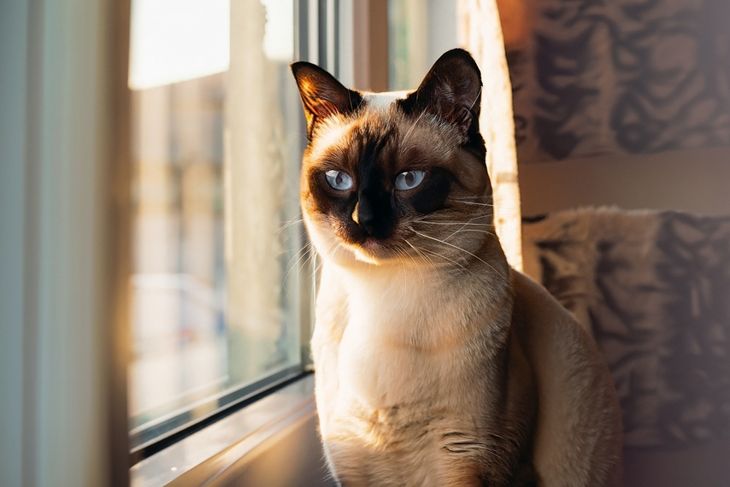 siamese cat sitting in a room, staring outside from the window