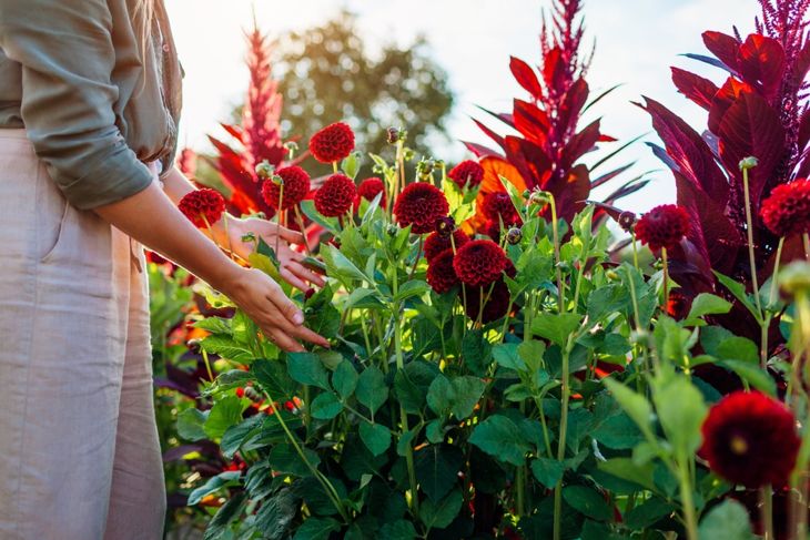 How to Grow Dahlias for a Show-Stopping Lawn