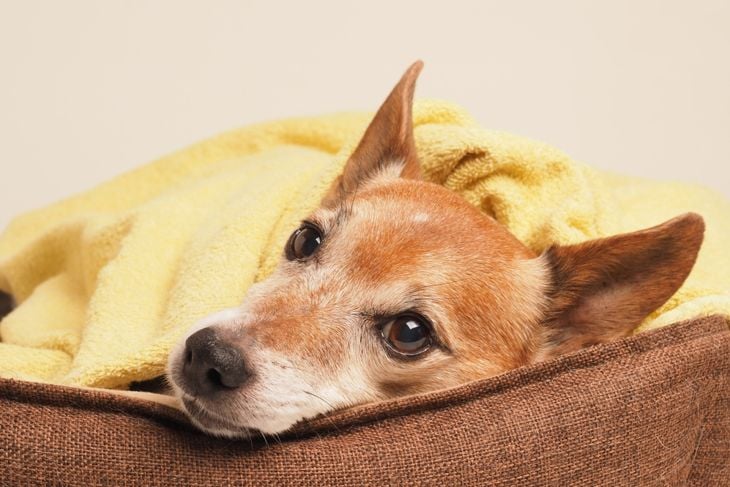 What Is Cushing's Disease in Dogs?