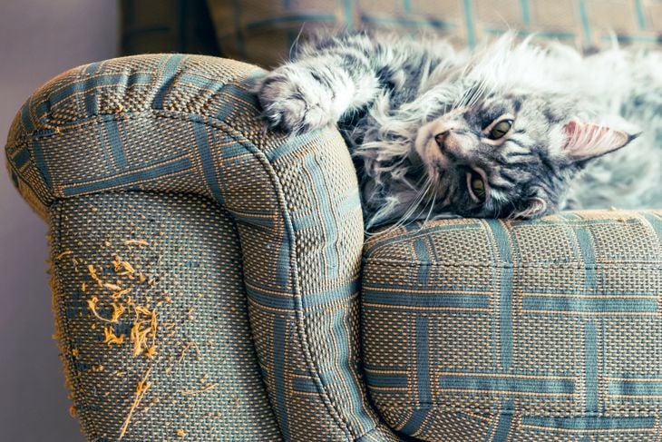 Why Cats Scratch Furniture and How to Stop Them