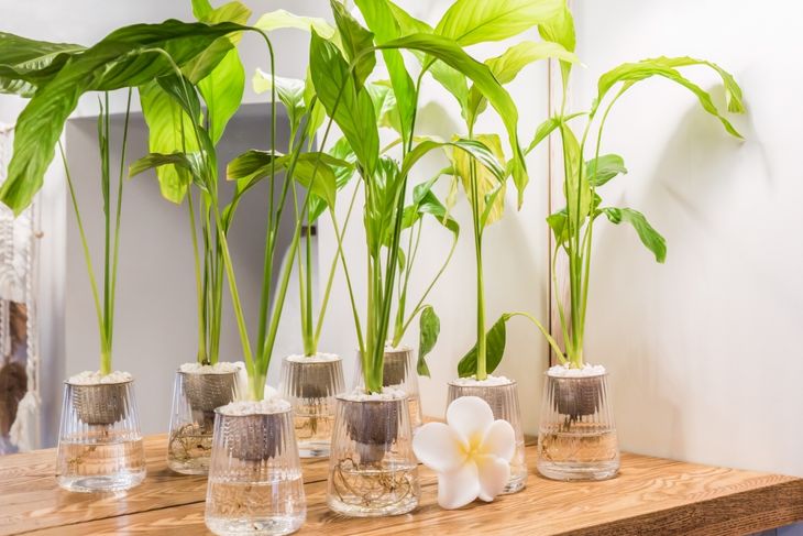 Spathiphyllum cochlearispathum commonly called peace lily growing in water in glass