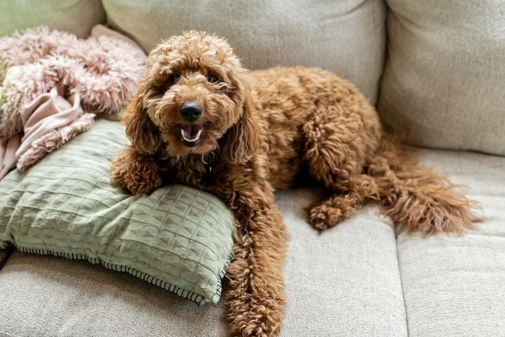 24 Best Hypoallergenic Dog Breeds