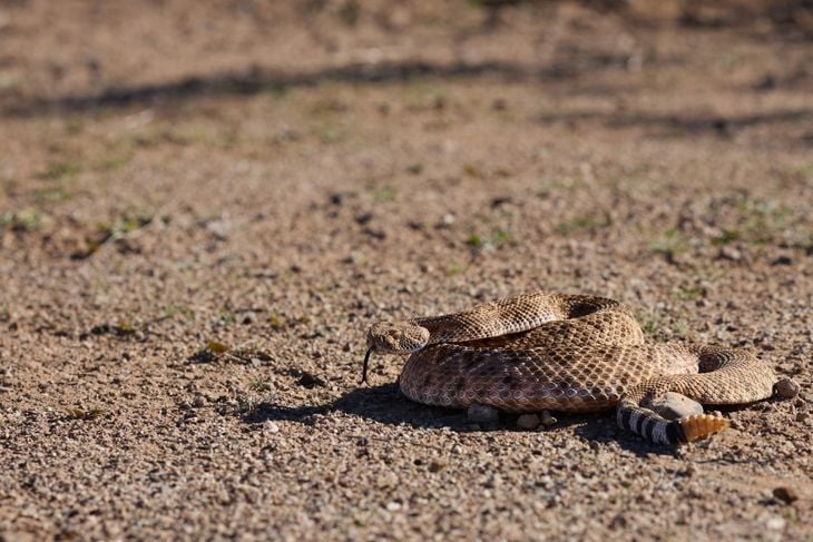 Natural DIY Snake Repellents for Your Backyard