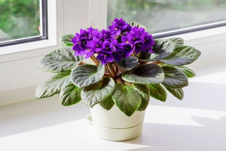 How to Grow Beautiful African Violets