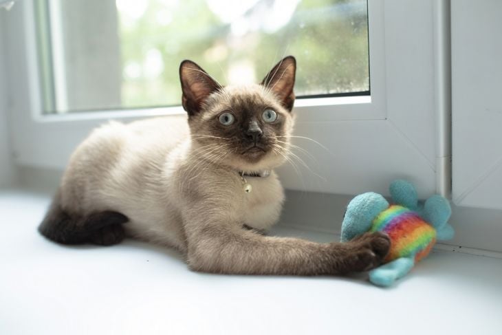 What Are the Characteristics of Siamese Cats?