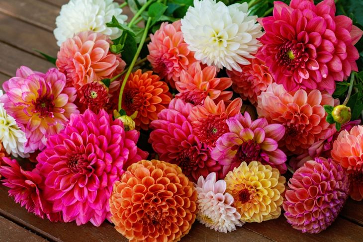 Different pink, orange and white Dahlia flowers. Colorful dahlia garden flowers, wallpaper backdrop. Blossoming dalias bloom
