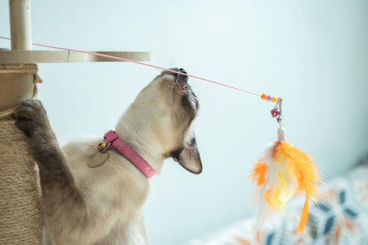 Siamese cat playing with a cat's toy on a cat's tree. The Siamese is a cat breed native to Thailand. This cat is a pale cat with a dark facial mask, feet, ears and tail.