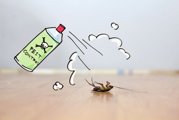 Got a Roach Problem? Here's What to Do