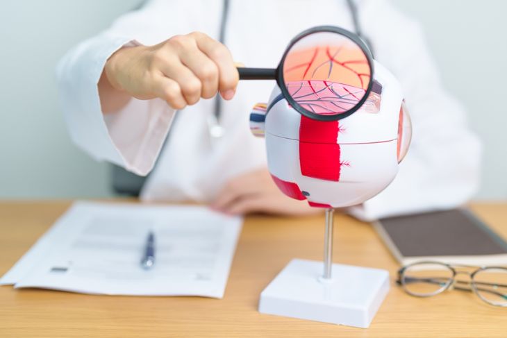 Doctor with human eye anatomy model with magnifying glass illustrating how macular degeneration changes the eye