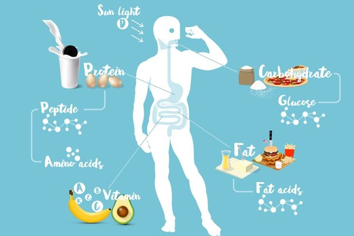 An illustrated diagram shows a human silhouette with labeled arrows pointing to sources of protein (milk, eggs), carbohydrates (sugar, pizza), fats (butter, fast food), vitamins (banana, avocado), and sunlight for vitamin D. Molecular structures for peptides, amino acids, glucose, and fatty acids are also displayed.