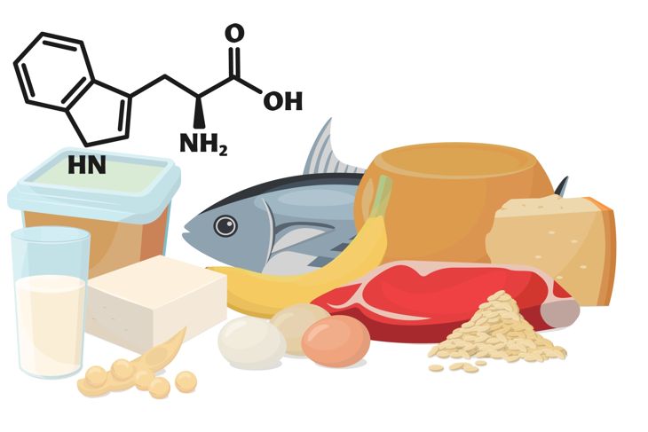 The chemical symbol for tryptophan. Vector illustration of foods containing tryptophan