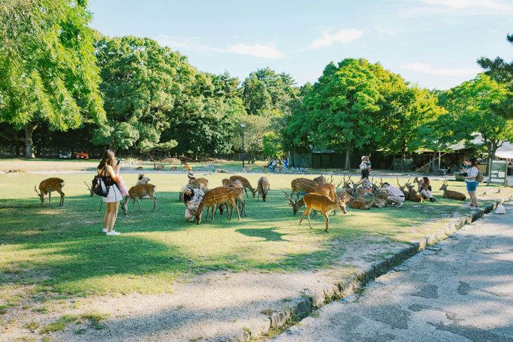 People standing and sitting near a group of deer grazing on grass in a park with trees in the background.