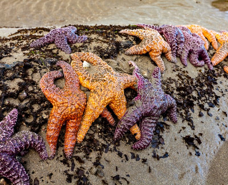 Sea stars pisaster ochraceus clustered at low tide