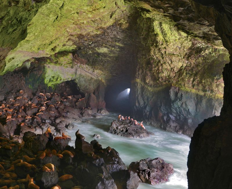 USA, Oregon. Sea lions inside cave on coast. on coast.