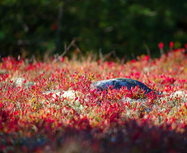Blueberry Bushes in Maine